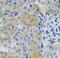 Angiopoietin-related protein 3 antibody, FNab00398, FineTest, Immunohistochemistry frozen image 