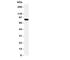 VRL-1 antibody, R31083, NSJ Bioreagents, Western Blot image 