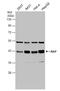 LDL Receptor Related Protein Associated Protein 1 antibody, NBP2-15088, Novus Biologicals, Western Blot image 
