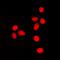 Lamin A/C antibody, orb216145, Biorbyt, Immunofluorescence image 