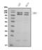 Cadherin 13 antibody, A01986-1, Boster Biological Technology, Western Blot image 