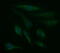 Serine Dehydratase Like antibody, M07606-1, Boster Biological Technology, Immunofluorescence image 