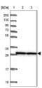 Small Nuclear Ribonucleoprotein Polypeptide A' antibody, NBP2-33447, Novus Biologicals, Western Blot image 