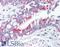 14-3-3 protein zeta/delta antibody, LS-B1493, Lifespan Biosciences, Immunohistochemistry paraffin image 