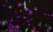Delta Like Canonical Notch Ligand 1 antibody, ab10554, Abcam, Immunofluorescence image 