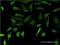 Dentin matrix acidic phosphoprotein 1 antibody, H00001758-M01, Novus Biologicals, Immunofluorescence image 