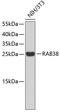 Ras-related protein Rab-38 antibody, 18-824, ProSci, Western Blot image 