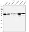 AIF1 antibody, M01571-1, Boster Biological Technology, Western Blot image 