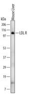 Low Density Lipoprotein Receptor antibody, MAB2255, R&D Systems, Western Blot image 