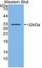 SDH antibody, LS-C314789, Lifespan Biosciences, Western Blot image 