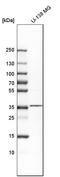 Homeobox protein Nkx-2.2 antibody, HPA003468, Atlas Antibodies, Western Blot image 
