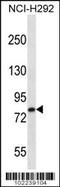LDL Receptor Related Protein 3 antibody, TA324821, Origene, Western Blot image 