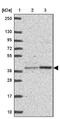 BEN Domain Containing 5 antibody, NBP2-31576, Novus Biologicals, Western Blot image 