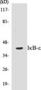 NFKB Inhibitor Epsilon antibody, EKC1313, Boster Biological Technology, Western Blot image 