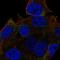 Carbonic Anhydrase 14 antibody, HPA008482, Atlas Antibodies, Immunofluorescence image 