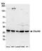 Chromosome 9 Open Reading Frame 40 antibody, A304-698A, Bethyl Labs, Western Blot image 