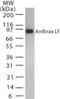 Lethal factor antibody, NB100-56592, Novus Biologicals, Western Blot image 