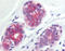 Protein Wnt-6 antibody, TA317519, Origene, Immunohistochemistry frozen image 