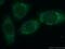 Thyroid Hormone Responsive antibody, 13054-1-AP, Proteintech Group, Immunofluorescence image 