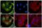 Rat IgG Isotype Control antibody, A24550, Invitrogen Antibodies, Immunofluorescence image 