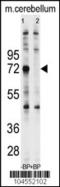 Ubiquilin 1 antibody, TA302118, Origene, Western Blot image 
