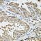 RAPL antibody, 22-908, ProSci, Immunohistochemistry frozen image 