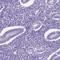 Late Cornified Envelope Like Proline Rich 1 antibody, HPA070231, Atlas Antibodies, Immunohistochemistry frozen image 