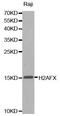 H2A Histone Family Member X antibody, MBS125454, MyBioSource, Western Blot image 