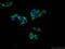 Acid Phosphatase, Prostate antibody, 15840-1-AP, Proteintech Group, Immunofluorescence image 