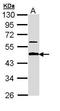 Amyloid Beta Precursor Protein Binding Family B Member 3 antibody, TA308556, Origene, Western Blot image 
