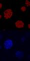NK6 Homeobox 1 antibody, MAB5857, R&D Systems, Immunocytochemistry image 