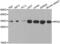Replication protein A 32 kDa subunit antibody, abx001801, Abbexa, Western Blot image 