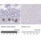 Defensin-6 antibody, NBP1-84281, Novus Biologicals, Immunohistochemistry paraffin image 