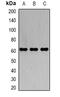 Keratin 18 antibody, orb388395, Biorbyt, Western Blot image 