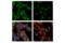 Early Endosome Antigen 1 antibody, 48453S, Cell Signaling Technology, Immunofluorescence image 