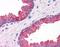 Kelch-like protein 15 antibody, orb94286, Biorbyt, Immunohistochemistry paraffin image 