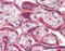 Malectin antibody, TA317019, Origene, Immunohistochemistry paraffin image 