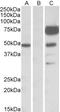 Transcription Factor B2, Mitochondrial antibody, 42-375, ProSci, Western Blot image 