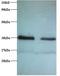 RFA2 antibody, orb238995, Biorbyt, Western Blot image 