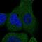 Protein FAM40B antibody, NBP1-81435, Novus Biologicals, Immunofluorescence image 