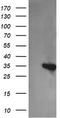 Kinesin Family Member 25 antibody, CF505431, Origene, Western Blot image 