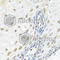Zinc phosphodiesterase ELAC protein 2 antibody, A7128, ABclonal Technology, Immunohistochemistry paraffin image 