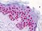 Histone Cluster 4 H4 antibody, orb94321, Biorbyt, Immunohistochemistry paraffin image 