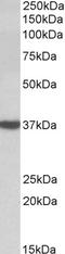 D-Amino Acid Oxidase antibody, STJ72652, St John
