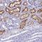 Proton-coupled amino acid transporter 2 antibody, NBP1-92401, Novus Biologicals, Immunohistochemistry frozen image 
