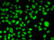 Periplakin antibody, LS-C346172, Lifespan Biosciences, Immunofluorescence image 