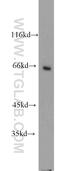 Galectin 3 Binding Protein antibody, 10281-1-AP, Proteintech Group, Western Blot image 