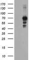 Sentrin-specific protease 2 antibody, CF504810, Origene, Western Blot image 