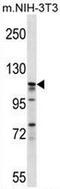 Eukaryotic Translation Initiation Factor 3 Subunit C antibody, AP51395PU-N, Origene, Western Blot image 