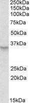 Peroxisomal Biogenesis Factor 2 antibody, PA5-19321, Invitrogen Antibodies, Western Blot image 